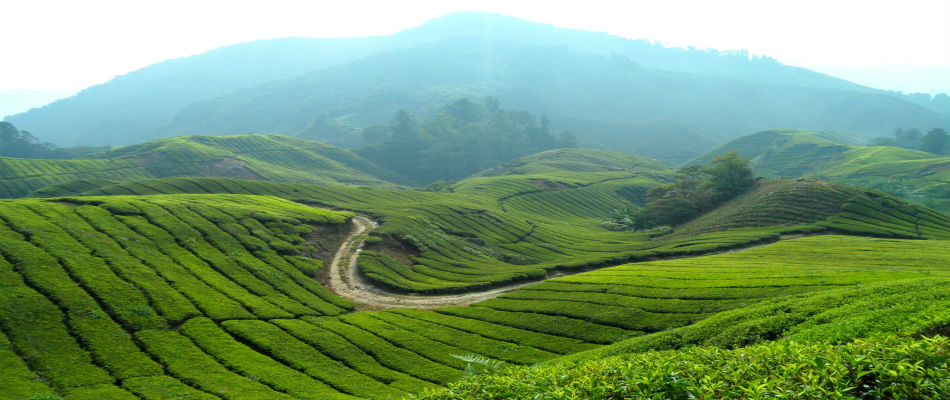 Cameron-Highlands Tea Plantation.jpg